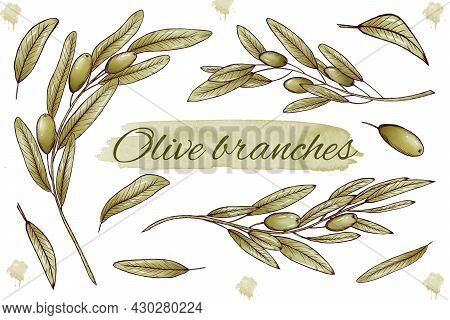 Elegant Green Olive Branches, Greek Weding Design Elements, Olive Botanical Art, Leaves, Rustic Herb