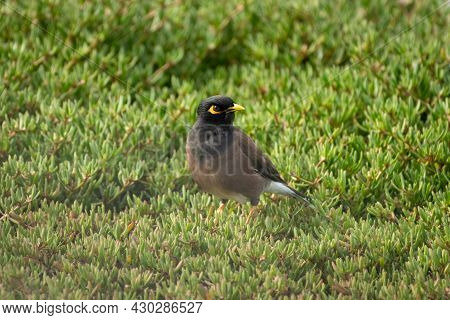 Closeup Shot Of A Beautiful Adult Common Myna (acridotheres Tristis), Foraging On The Ground. Also C