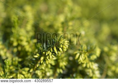 Darley Dale Heath - Latin Name - Erica * Darleyensis