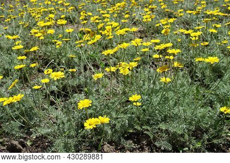 A Lot Of Yellow Flowers Of Cota Tinctoria Kelwayi In June