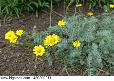 Buds And Yellow Flowers Of Cota Tinctoria Kelwayi In June