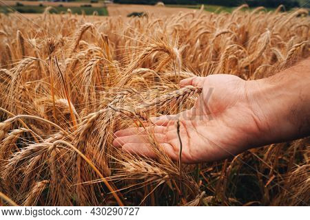 Corn Agriculture Fields For Sustainable Future