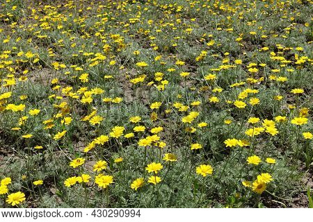 Lots Of Yellow Flowers Of Cota Tinctoria Kelwayi
