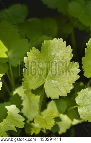 Parsnip Leaves - Latin Name - Pastinaca Sativa