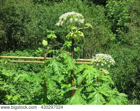 Poisonous Weed Borschevik Sosnovsky (heracleum Sosnowskyi) Grew Up In The Moscow Region