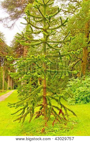 Pinheiro exclusivo no jardim Formal