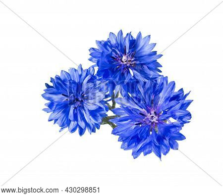 Close Up Of Blue Cornflower Flower Isolated On White Background.  Blue Cornflower Herb Or Bachelor B