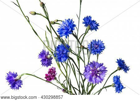 Close Up Of Blue Cornflower Flower Isolated On White Background.  Blue Cornflower Herb Or Bachelor B