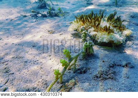 Upside Down Jellyfish (cassiopea Andromeda), Marine Life