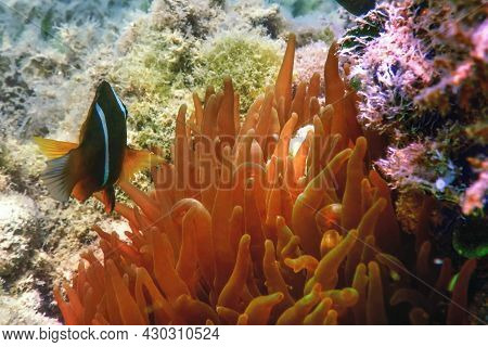 Red Sea Clownfish (amphiprion Bicinctus) Red Sea