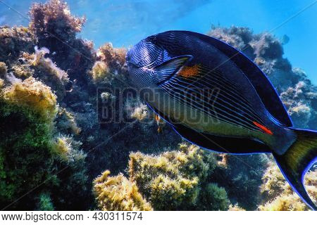 The Sohal Surgeonfish, Sohal Tang (acanthurus Sohal)