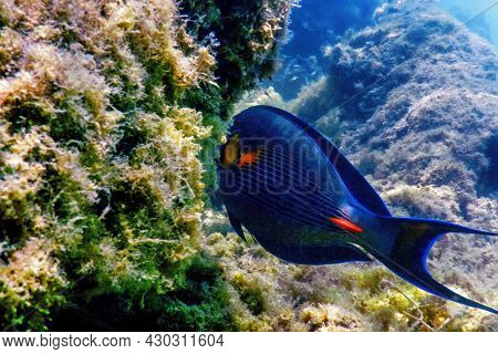 The Sohal Surgeonfish, Sohal Tang (acanthurus Sohal)