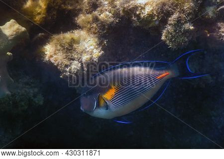 The Sohal Surgeonfish, Sohal Tang (acanthurus Sohal)