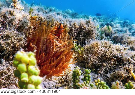 Red Sea Clownfish (amphiprion Bicinctus) Red Sea