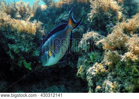 The Sohal Surgeonfish, Sohal Tang (acanthurus Sohal)