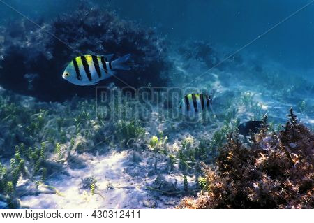 Sergeant Major Fish (abudefduf Saxatilis) Underwater Background