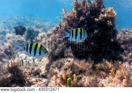 Sergeant Major Fish (abudefduf Saxatilis) Underwater Background