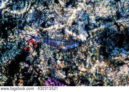 The Sohal Surgeonfish, Sohal Tang (acanthurus Sohal) Marine Life