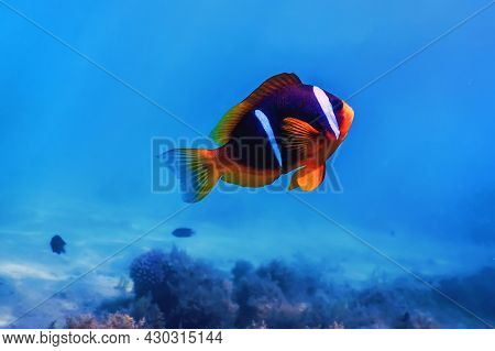 Red Sea Clownfish (amphiprion Bicinctus) Red Sea