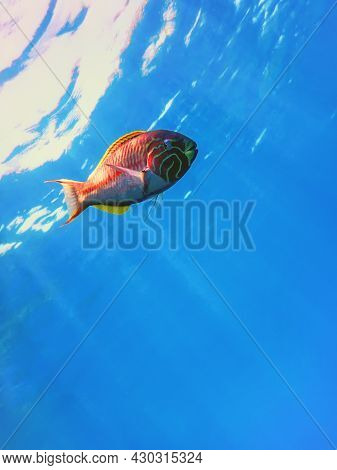 Klunzinger Wrasse (thalassoma Rueppellii) Coral Fish, Tropical Waters