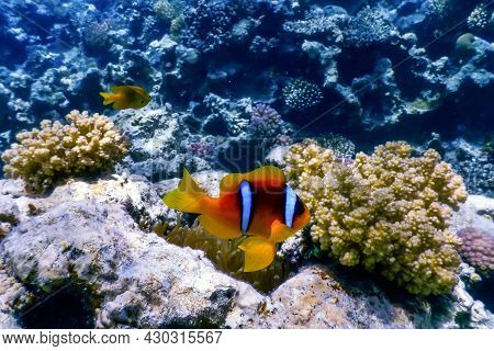 Red Sea Clownfish (amphiprion Bicinctus) Red Sea