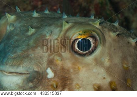 Fish Of The Red Sea. Spot Base Burrfish