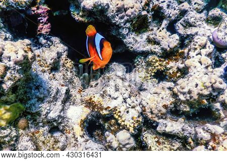 Red Sea Clownfish (amphiprion Bicinctus) Red Sea