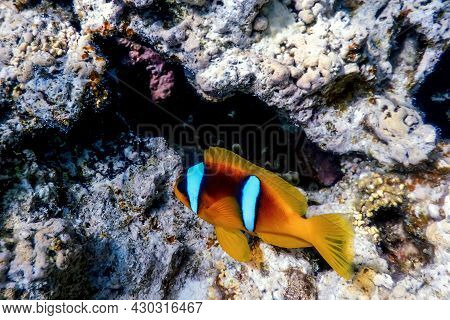 Red Sea Clownfish (amphiprion Bicinctus) Red Sea