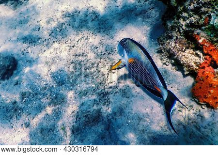 The Sohal Surgeonfish, Sohal Tang (acanthurus Sohal)