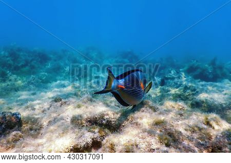 The Sohal Surgeonfish, Sohal Tang (acanthurus Sohal)