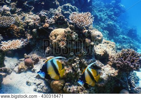 Masked Bannerfish (heniochus Monoceros) Coral Fish, Tropical Waters, Marine Life