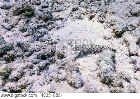 Speckled Sandperch (parapercis Hexophtalma) Tropical Waters