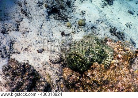 Stonefish (synanceia Verrucosa) Reef Stonefish, Tropical Waters, Marine Life