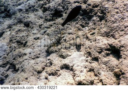Variegated Lizardfish (synodus Variegatus) Underwater, Marine Life