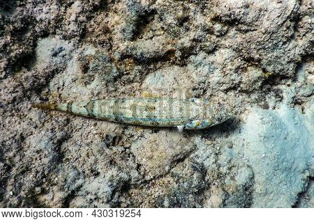 Variegated Lizardfish (synodus Variegatus) Underwater, Marine Life