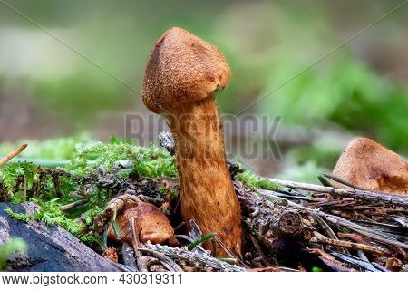Close Up Of A Deadly Webcap Mushroom Between Pine Needles And Grass