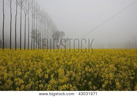 Misty Mustard felter
