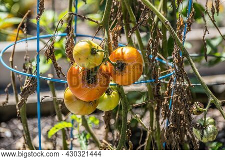 A Dying Tomato Plant With Dried Up Foliage And Unpicked Rotting Fruit Hanging From The Vine In A Gar