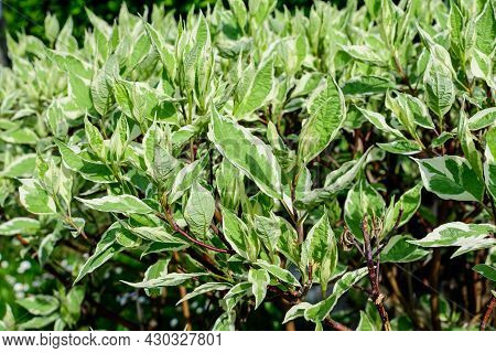 Many Small Vivid Variegated Green And White Leaves On Branches Of Cornus Alba Elegantissima Shrub
In
