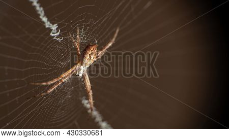 Silver Spider In Its Web Seen Through A Macro Lens, Selective Focus.