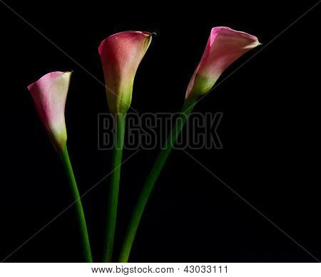Tre Pink Arum Lily