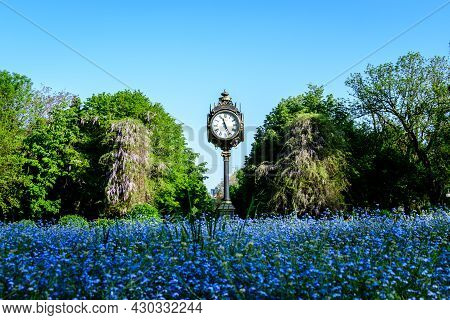 Landscape With Green Trees, Leaves, Vintage Clock And Many Small Blue Forget Me Not Or Scorpion Gras