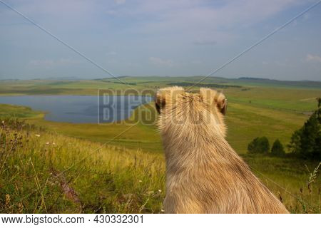 Mongrel Shaggy Beige Dog Sits On The Edge Of A Hill With His Back To The Camera And Looks At The Sum
