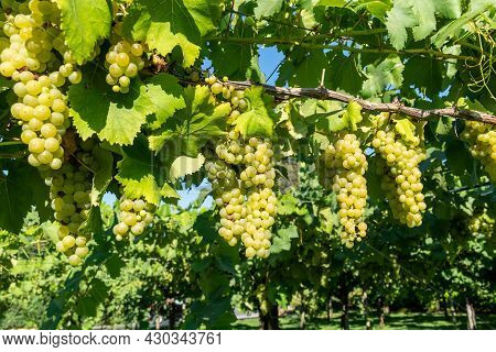 Bunches Of White Wine Muscat Grapes Ripening On Vineyards Near Terracina, Lazio, Italy