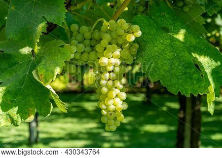 Bunches Of White Wine Muscat Grapes Ripening On Vineyards Near Terracina, Lazio, Italy