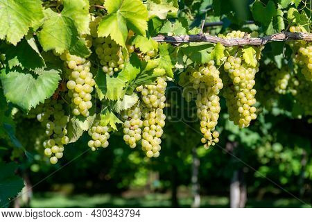 Bunches Of White Wine Muscat Grapes Ripening On Vineyards Near Terracina, Lazio, Italy