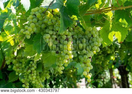 Bunches Of White Wine Muscat Grapes Ripening On Vineyards Near Terracina, Lazio, Italy