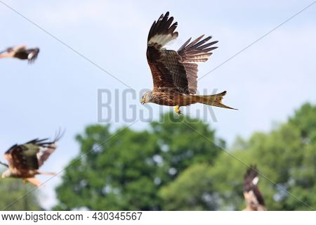 Red Kites Gathering Food From A Feeding Station In Wales