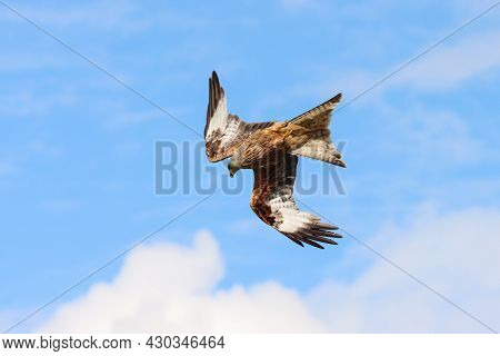 A Red Kite Diving To The Ground In Search Of Prey