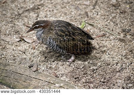 The Buff Nanded Rail Is Looking For Food